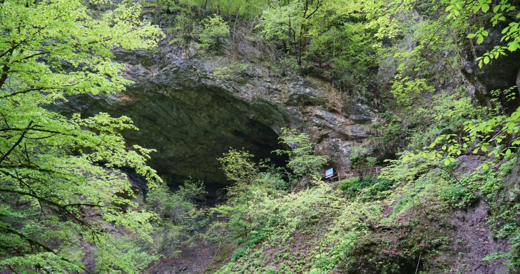 forest-tale-zeleni-vir